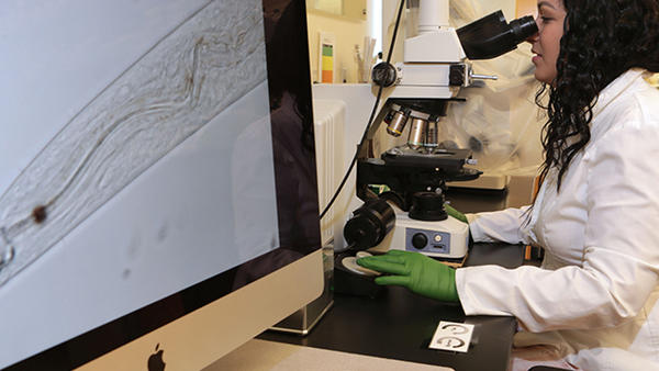 Mirayana on computer looking at a nematode (c) UCR / CNAS