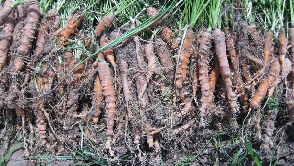 root knot damage carrots W4186