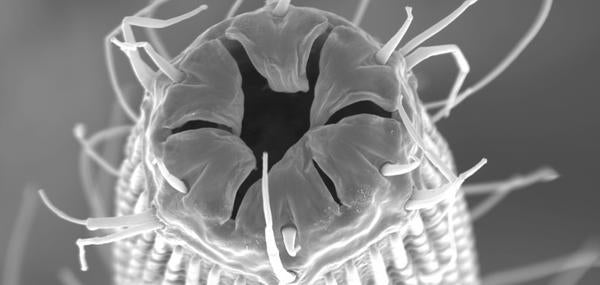 enlarged organism sample (c) UCR / CNAS
