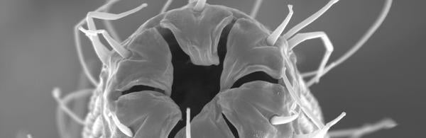Zoomed In Nematode 