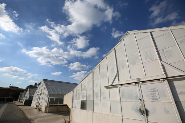 Greenhouse Side view