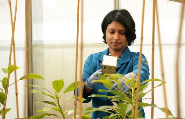 woman sampling plant soil