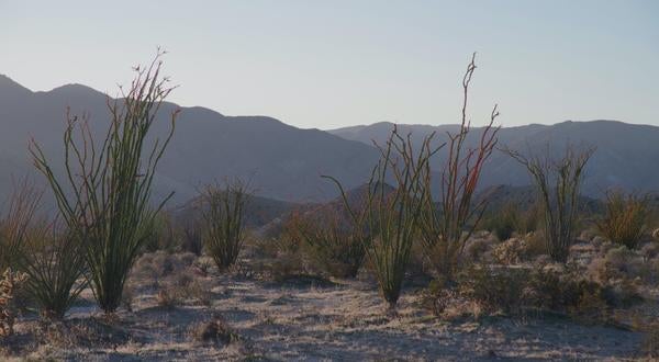 Ocotillo- De Ley Lab 