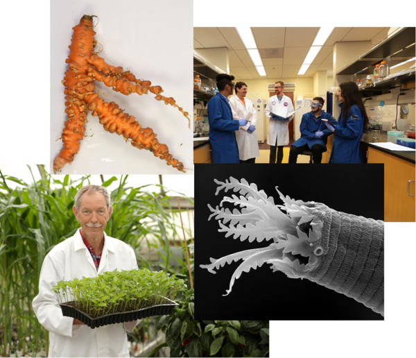 Photos: infected carrot roots, Adler in lab with his students, Antoon Ploeg with Plants in Greenhouse, nematode all (c) UCR / CNAS