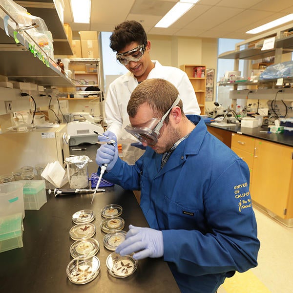 Jake looking at maggots with undergraduate student (c) UCR / CNAS