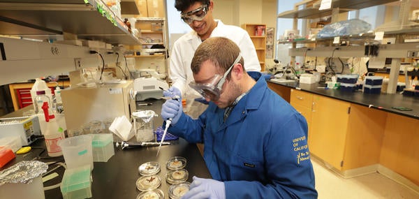 Jake looking at maggots with Undergraduate Student (c) UCR / CNAS