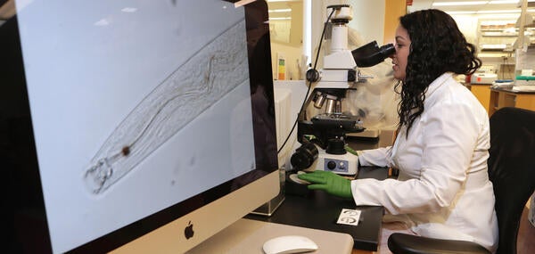 Mirayana on computer looking at nematode (c) UCR / CNAS