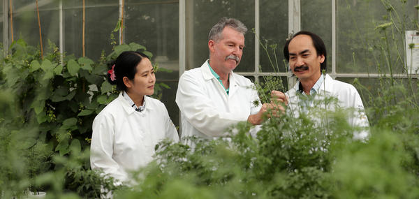 Roberts lab in Greenhouse (c) UCR / CNAS