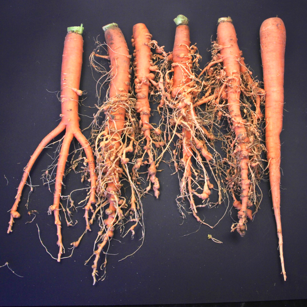 Carrots-M incognita (c) Ole Becker Lab 