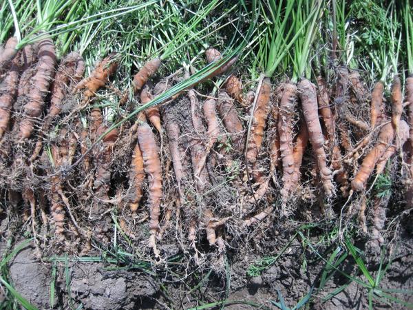 root knot damage carrots W4186