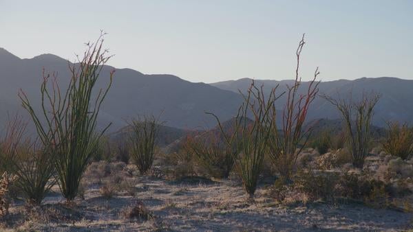 Ocotillo- De Ley Lab